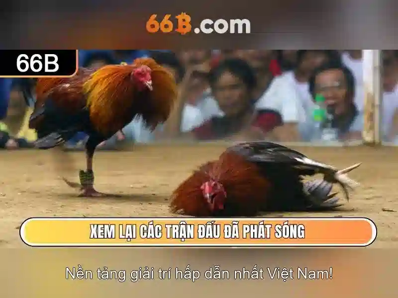 66b cập nhật - 66B